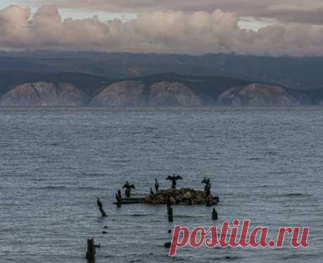 «Какой баклан не хочет выглядеть орлом?..» Малое Море – часть озера Байкал. Снимал Алексей Трофимов: nat-geo.ru/community/user/18284
