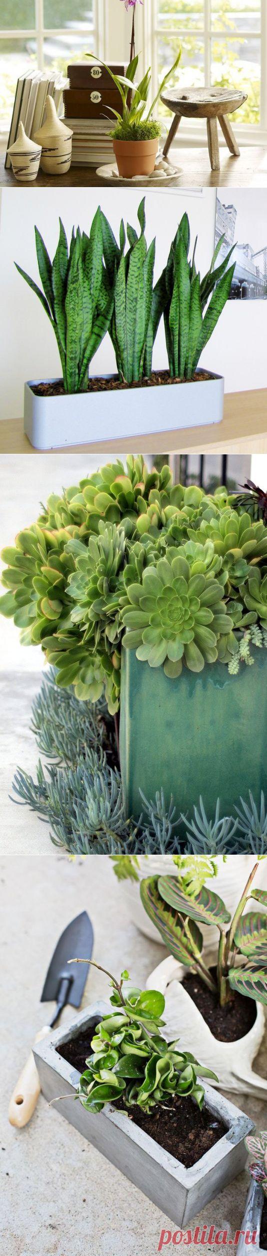 Цветы в интерьере: 8 самых неприхотливых комнатных растений | Наш уютный дом