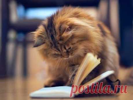 Законы жизни – Google+