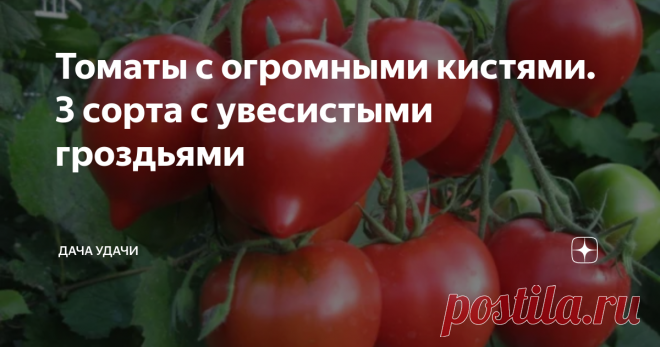 Томаты с огромными кистями. 3 сорта с увесистыми гроздьями Здравствуйте, здравствуйте, дорогие любители дачи и огорода!
Существует множество сортов томатов, которые дают богатый урожай по 5-6 шт плодов в кисти, а то и больше.  Многим огородникам полюбились сорта именно кистевых томатов, которые объединили в себе целый ряд отличных качеств. Среди них найдется именно тот сорт, который будет по душе каждому огороднику: это и индетерминантные (другими