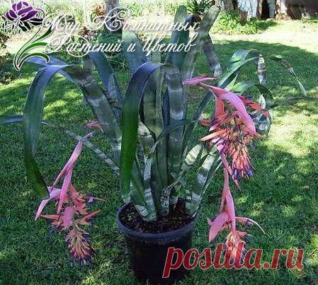 Новости.Бильбергия.