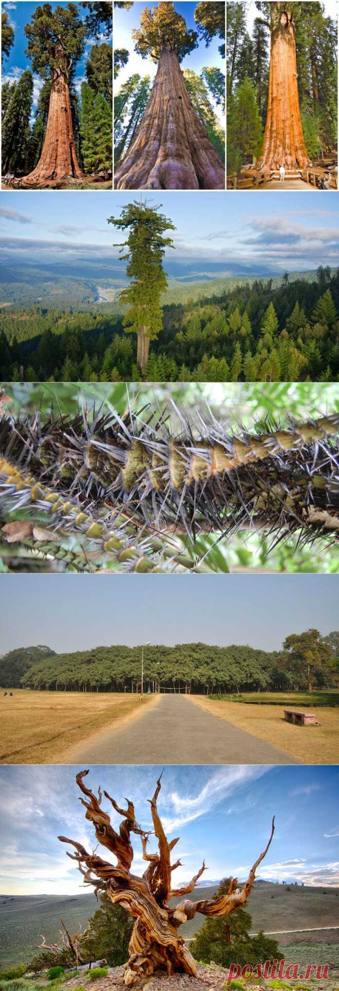 Самые большие деревья, кустарники и травы в мире. Кувшинка размером с человека - это надо увидеть!