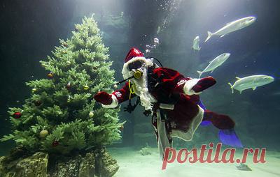 В океанариуме на ВДНХ водолаз в костюме Деда Мороза поздравил посетителей. В период с 29 декабря по 11 января шоу станет ежедневным
