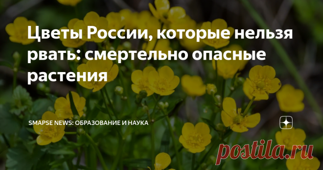 Цветы России, которые нельзя рвать: смертельно опасные растения Некоторые растения для защиты используют маскировку или шипы, другие, напротив, яркими цветами и сильными запахами привлекают внимание человека и животных в расчёте на поедание и перенос на другое место либо в желудке, либо на шерсти или одежде. Третьи сочетают яркие цвета с самым серьёзным оборонительным оружием мира природы – ядом. В этой статье мы поведаем вам о наиболее опасных и чертовски красивых предста...