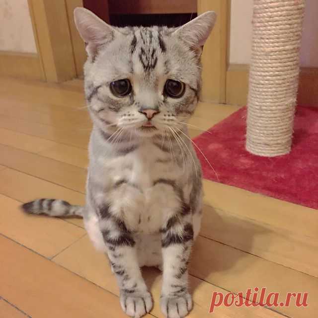 Грустная кошка по кличке Луху | Все о наших питомцах