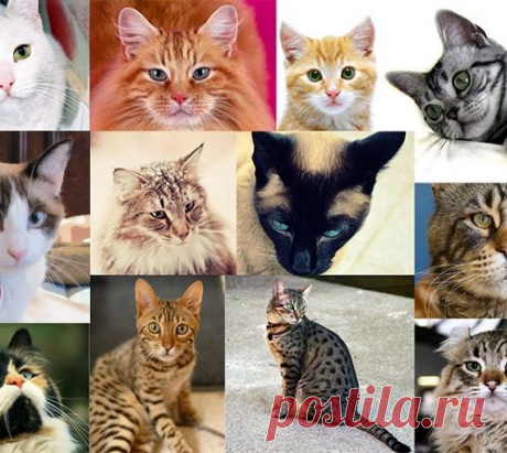 КОШКИН ДОМ. Самые красивые кошки в мире