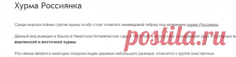 Хурма Россиянка - описание сорта, полезные свойства