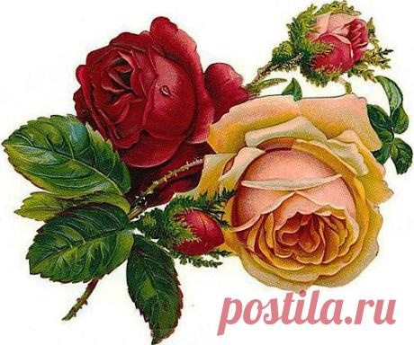 Victorian Roses | Victorian rose Snip | Very Vintage