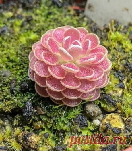 Самые невероятные растения планеты