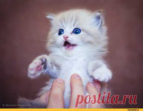 JoyReactor - смешные картинки и другие приколы: комиксы, гиф анимация, видео, лучший интеллектуальный юмор.