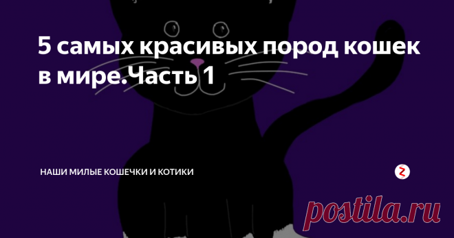 5 самых красивых пород кошек в мире.Часть 1 5 самых красивых пород кошек