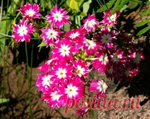 Флокс Друммонда | Изображения (фотографии) цветов