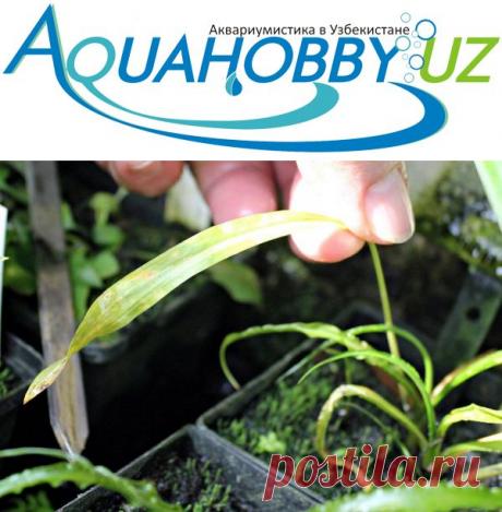 Новости в мире аквариумных растений - Водные и болотные растения - Аквариумистика в Узбекистане