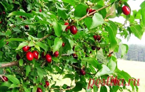 Кизил: посадка, выращивание, уход, фото, выбираем посадочный