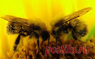Тенториум - дорога к здоровью : ПОСЛОВИЦЫ О ПЧЕЛАХ