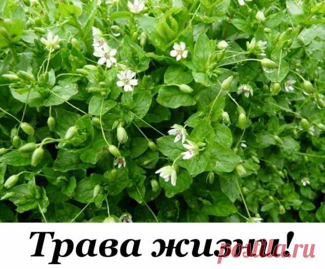 (54) Одноклассники
