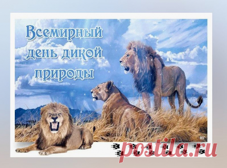С Днем природы дикой поздравляю,
Охранять животных мы должны.
Лишь тогда планета процветает
В свете счастья, дикой красоты.