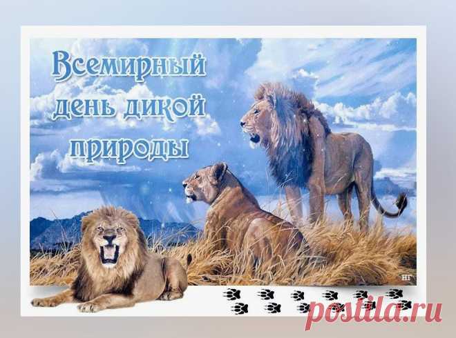 С Днем природы дикой поздравляю,
Охранять животных мы должны.
Лишь тогда планета процветает
В свете счастья, дикой красоты.