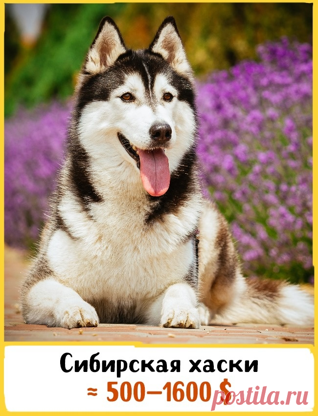 19 великолепных собак, которые стоят целое состояние