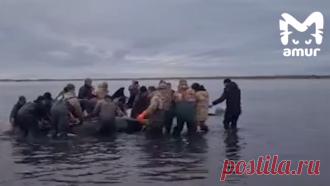 На Камчатке начали неводом перемещать с мели косаток, застрявших в лимане. Спасательная команда начала перемещение семьи косаток, оказавшихся в ловушке лимана на Камчатке, к устью, чтобы они могли выйти в открытое море. Об этом сообщил РИА Новости глава Соболевского района Андрей Воровский. В среду утром группа ...