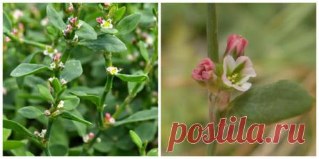 Спорыш (Polygonum aviculare)
Настоящие гурманы, ведущие здоровый образ жизни с разнообразным питанием, не обойдут стороной и хорошо известный всем спорыш — однолетний сорняк-космополит (растение, разнесенное по всем континентам). Спорыш отличается огромной жизнестойкостью и жаждой жизни. lШпинат и шпинатные растения: рецепты необычных блюд