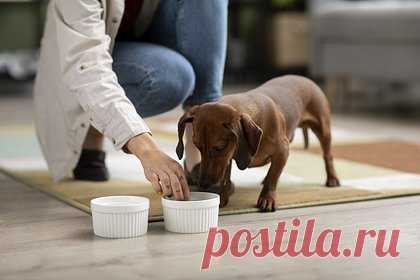 Названы способы подготовить питомцев к зиме