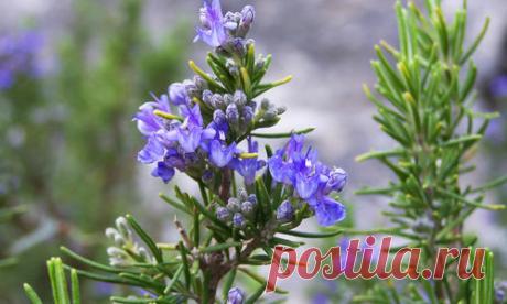 Выращивание розмарина в открытом грунте. Посадка и уход за розмарином