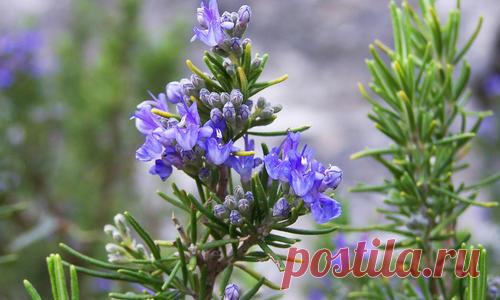 Выращивание розмарина в открытом грунте. Посадка и уход за розмарином