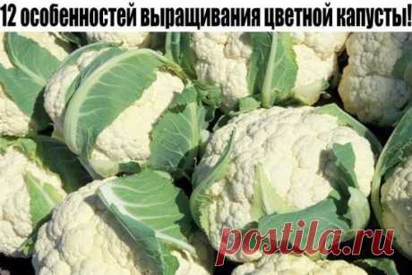 12 особенностей выращивания цветной капусты!

1. Как и все капусты, цветная любит влагу (в летний зной испаряет за сутки до ведра воды), но «болота» не терпит. Она не требовательна к теплу. Оптимальная температура для роста цветной капусты – от 7 до 20 градусов. При температуре около 30 градусов и выше, а также при нерегулярном поливе головка не успевает сформироваться или формируется совсем маленькая, рассыпающаяся.
показать целиком..