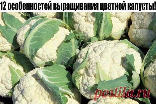 12 особенностей выращивания цветной капусты!

1. Как и все капусты, цветная любит влагу (в летний зной испаряет за сутки до ведра воды), но «болота» не терпит. Она не требовательна к теплу. Оптимальная температура для роста цветной капусты – от 7 до 20 градусов. При температуре около 30 градусов и выше, а также при нерегулярном поливе головка не успевает сформироваться или формируется совсем маленькая, рассыпающаяся.
показать целиком..