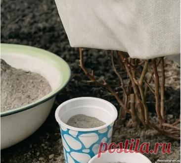 Дачникам. 9 растений, которые любят золу 9 растений на даче, которые любят золу!&nbsp;Зола &mdash; источник калия, фосфора и многих других микроэлементов, кроме азота. Это удобрение улучшает качество кислой почвы, делает её более плодородной, повышает иммунитет растений, благодаря чему они эффективнее защищаются от вредителей и...