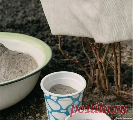 Дачникам. 9 растений, которые любят золу 9 растений на даче, которые любят золу!&nbsp;Зола &mdash; источник калия, фосфора и многих других микроэлементов, кроме азота. Это удобрение улучшает качество кислой почвы, делает её более плодородной, повышает иммунитет растений, благодаря чему они эффективнее защищаются от вредителей и...