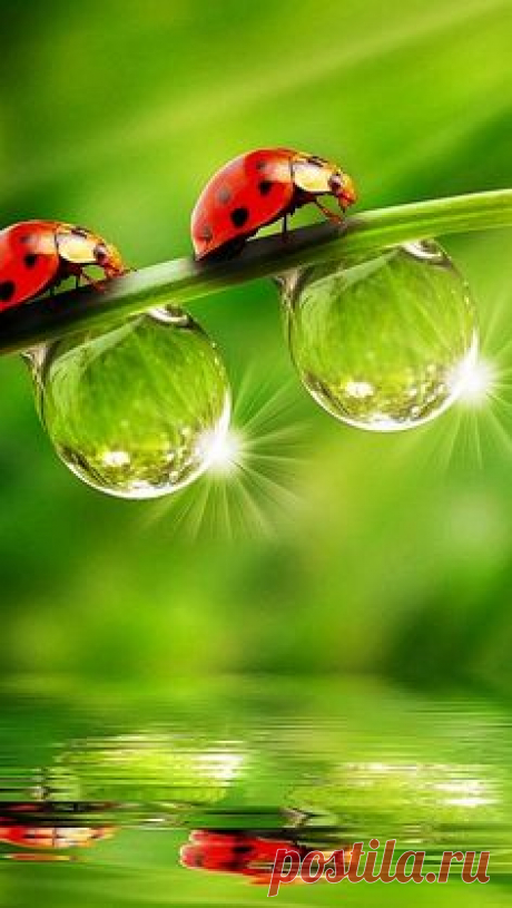 "Ladybirds and dewdrops reflected below ~ this sure does put…