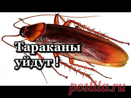 Мощное средство от тараканов-БОРНАЯ КИСЛОТА !