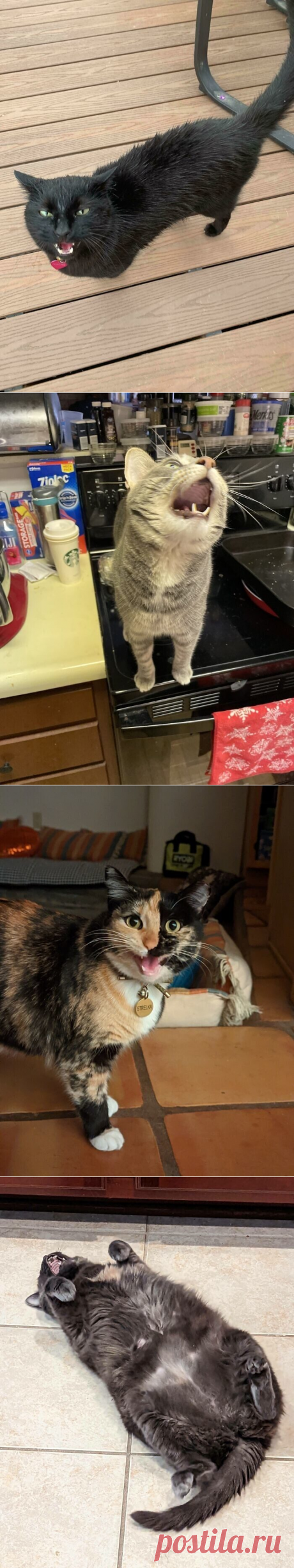 Коты, которым есть что сказать / Питомцы