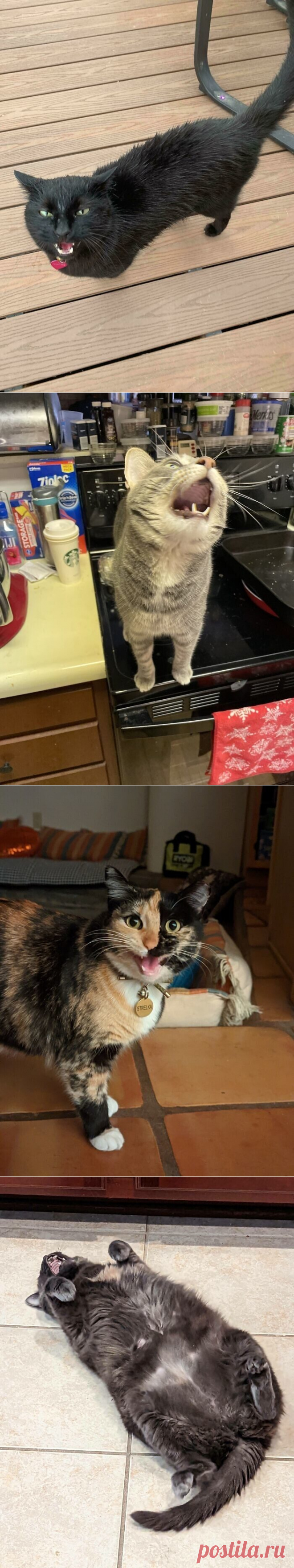 Коты, которым есть что сказать / Питомцы