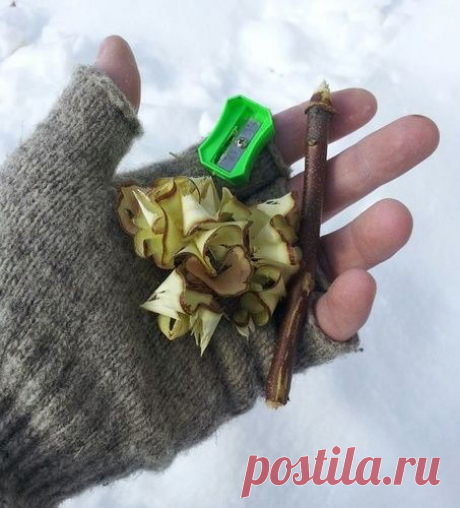 ЛЕСНАЯ ХИТРОСТЬ