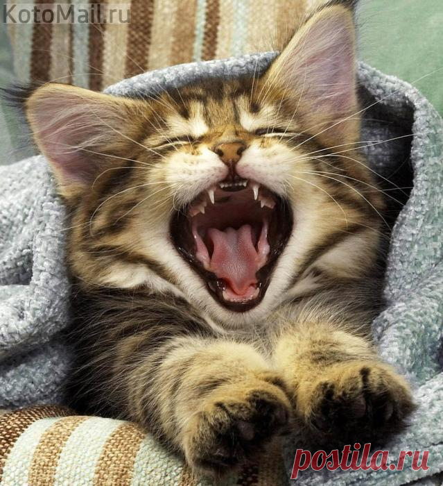 Солирует Котофей!
