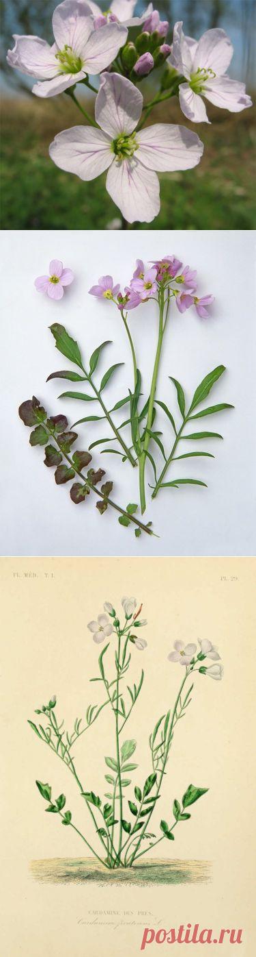 Сердечник луговой (Cardamine pratensis) – многолетнее растение из семейства капустных со стеблями высотой 20-30 см. Листья собраны в розетку. Цветки сиренево-розовые; распускаются в мае-июне. Плоды – стручки; созревают в июне-июле. 
Он встречается по берегам водоемов, около болот, на заливных лугах, во влажных лесах  в европейской части, Сибири, на Дальнем Востоке.
Это дикорастущее и культивируемое пищевое, лекарственное, декоративное растение.
