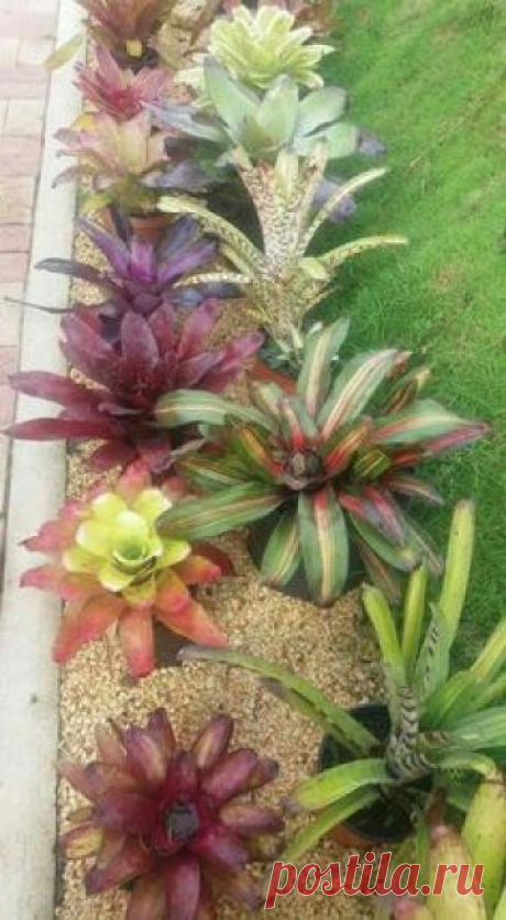 bromelias en cantero