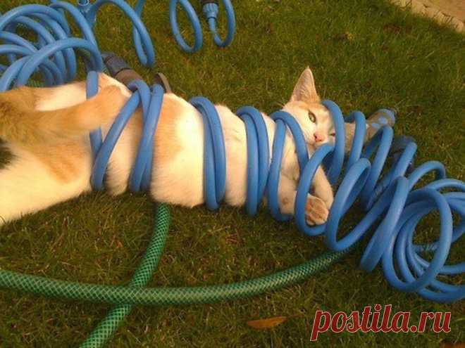 20 котов, которые пожалели о том, что сделали