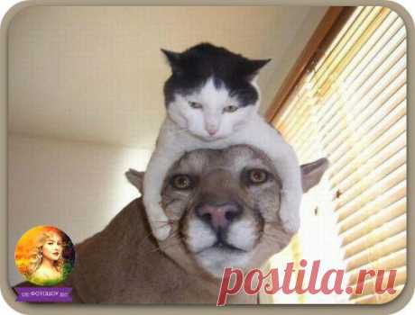 Попался, который кусался!.