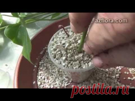 Антуриум - размножение / Anthurium - propagation - YouTube