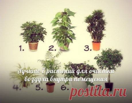 Комнатные растения, очищающие воздух | Хитрости жизни