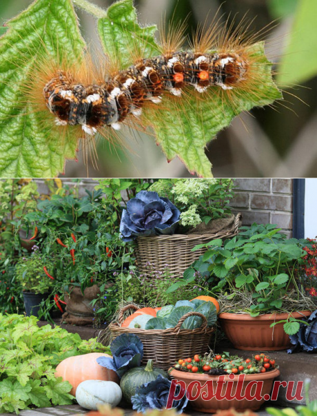 Простой обряд от вредителей на огороде | Записки ведуньи | Яндекс Дзен