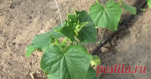 Надо ли удалять первую завязь на огурцах, чтобы улучшить урожай. Или это пустая трата времени? | Блоги о даче и огороде, рецептах, красоте и правильном питании, рыбалке, ремонте и интерьере