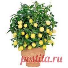 (32) Одноклассники