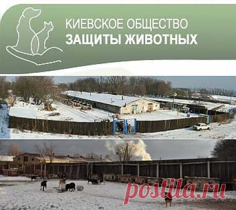 Киевское общество защиты животных - Наши будни