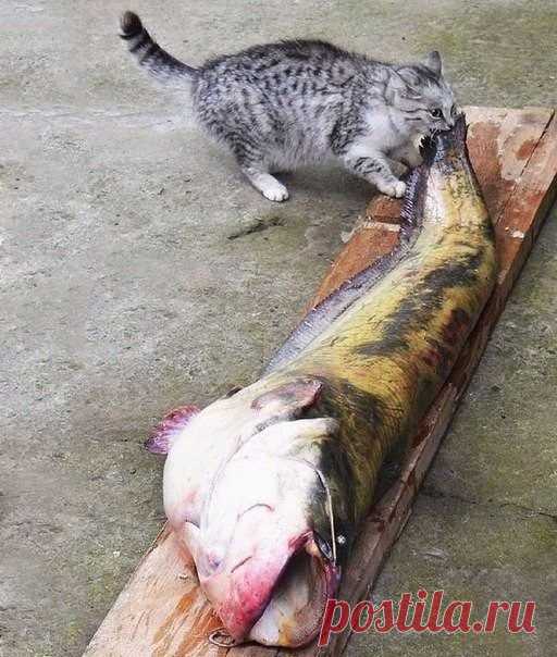 Коты-воришки, пойманные с поличным / Питомцы