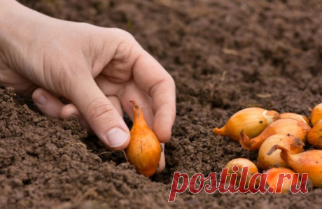 Как подготовить лук-севок к посадке — Садоводка
